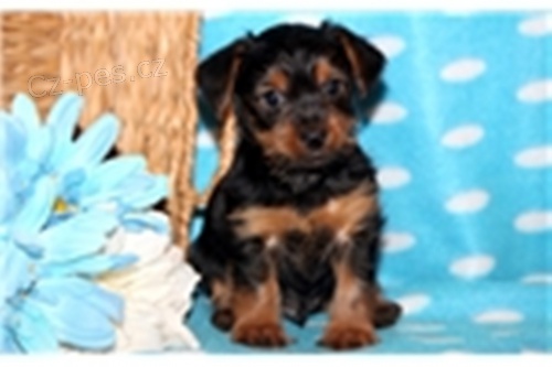 Yorkshire teri�r �t��ata s PP.