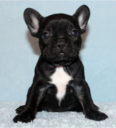 Francouzsk� �t���tka buldo�k� s PP.