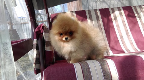 Pomeransk� �t��ata s PP.