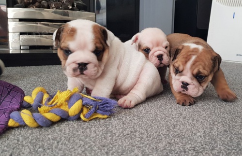 Anglick� buldok �t��ata s PP.