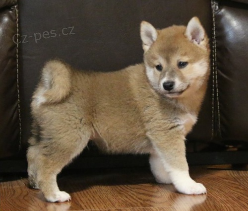 Shiba inu �t��ata s PP. 5000 kc