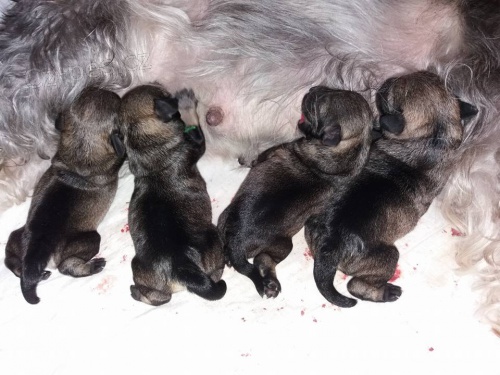 Kn�ra� mal� pep� a s�l