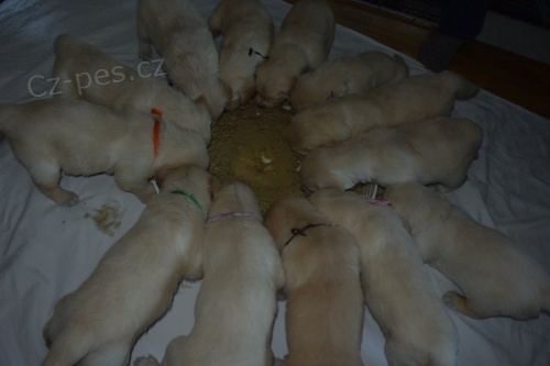 Zlat� retr�vr- �t���tka