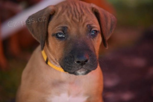 �t��ata rhod�sk�ho ridgebacka