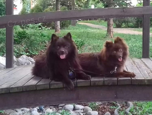 N�meck� �pic, �okol�dov� �t���tka Top kvality