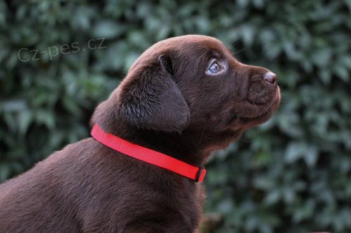 �okol�dov� fenka Labradora