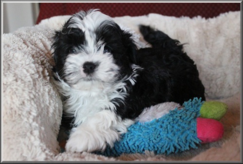 Rusk� barevn� bolonka - �t���tka