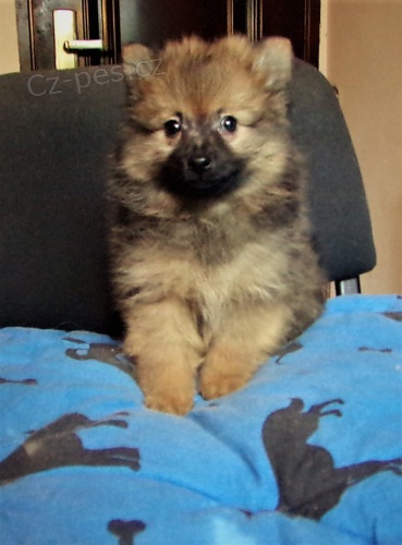 N�meck� �pic s PP