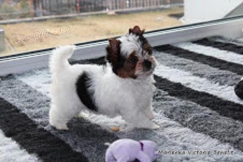 Biewer jork��rsk� terier