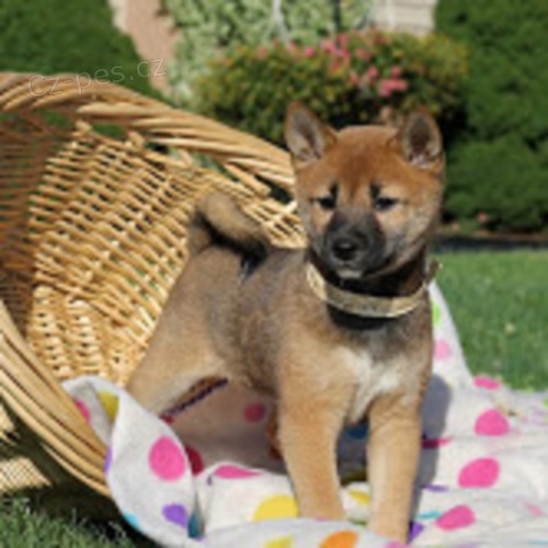 Koup�m �t�n� Shiba inu