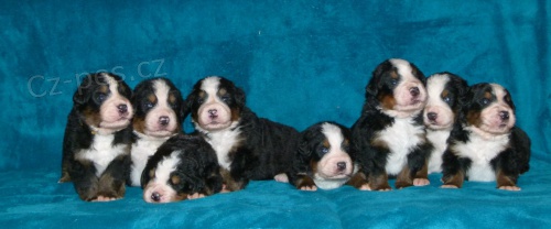 Bernsk� sala�nick� pes �t��ata s PP