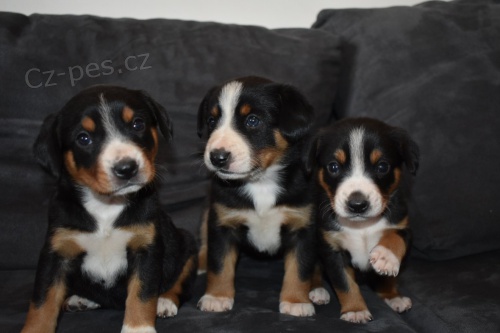 Entlebu�sk� sala�nick� pes