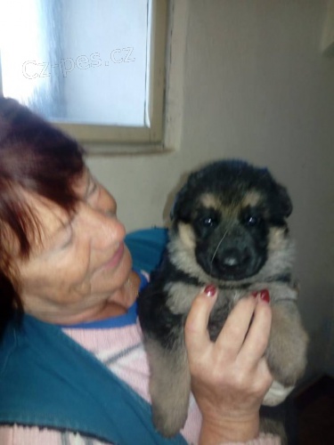 Prod�m �t���tka NO s PP