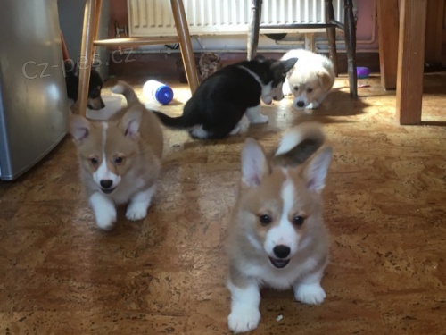 �t��ata vel�sk� Corgi Pembroke. 2 chlapci a 1 d�vku