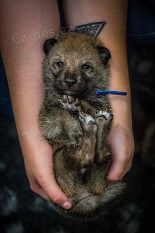 �eskoslovensk� vl��k s PP