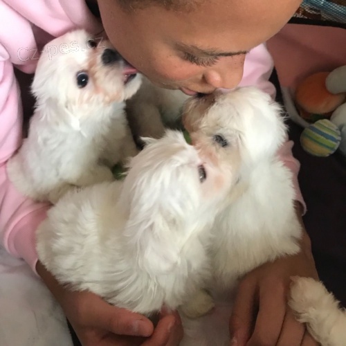 Maltsk� �t���tka pro bezplatn� osvojen�.