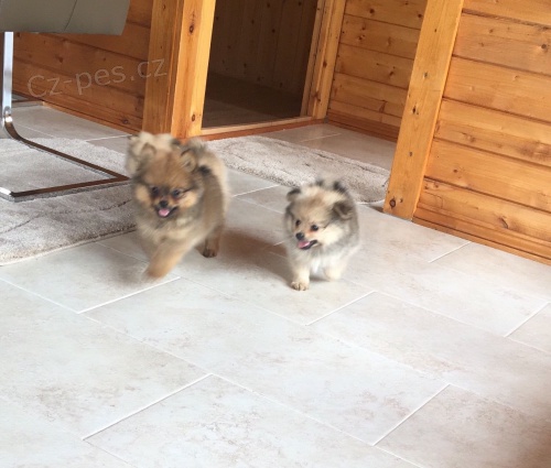 Pomeranian �t��ata pro bezplatn� osvojen�.