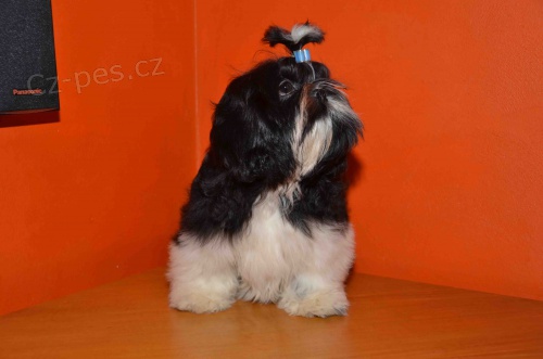 Prod�m Shih-tzu