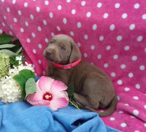 Okouzluj�c� �t��ata labradorsk�ch retr�vr�