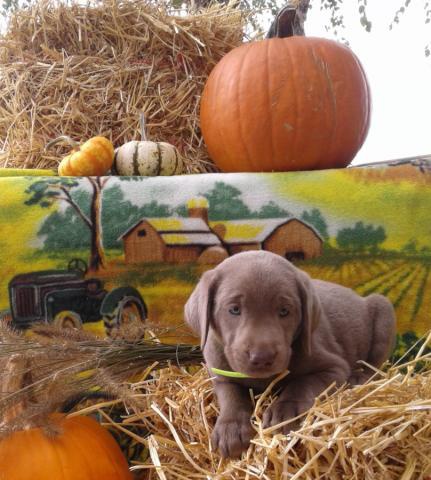 Okouzluj�c� �t��ata labradorsk�ch retr�vr�