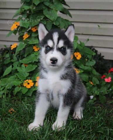 Rozko�n� sibi�sk� husky �t���tka
