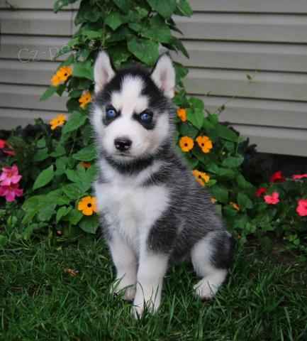 Rozko�n� sibi�sk� husky �t���tka