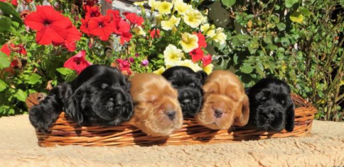 Anglick� kokr�pan�l - �t���tka