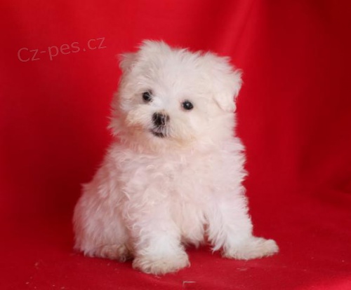 Sladk� maltsk� �t��ata