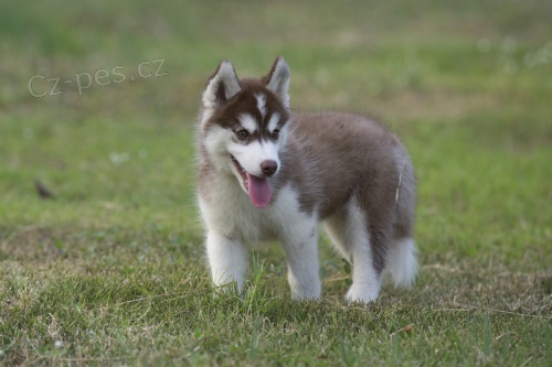  siberian husky pes 