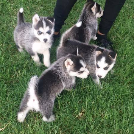 �t�nata k�i�en� husky