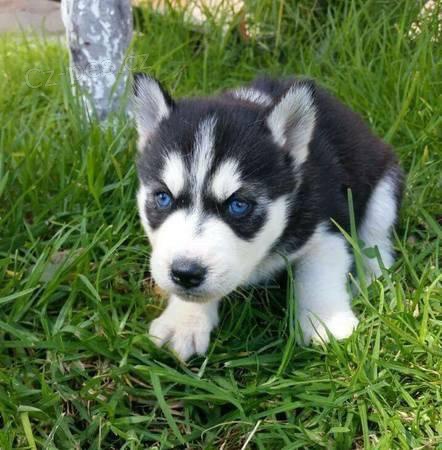 sibi�sk� husky �t��ata na prodej