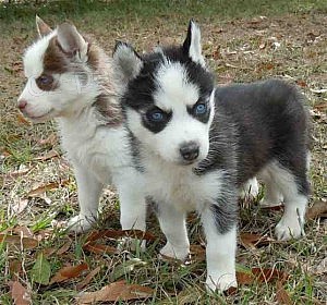 Modr� o�i Sibi�sk� husky �t���tka