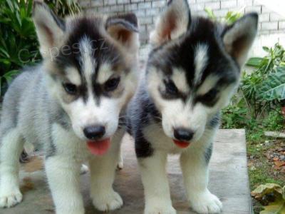�t�n� Sibi�sk� Husky s PP 
