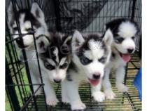 Pred�m �istokrvn� sib�rsky husky �teniatka bez PP.