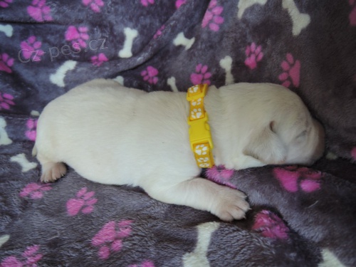 Smetanov� �t���tka labradora s PP