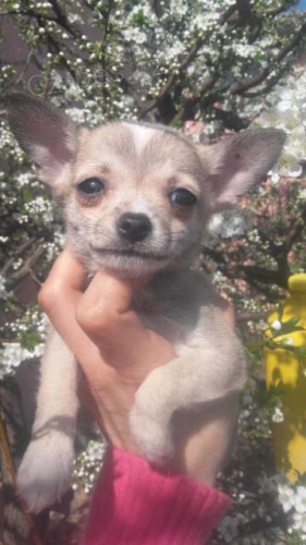 dv� ��asn� �ivavy �t��ata