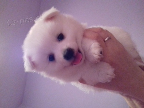 N�meck� �pic  st�edn� s PP