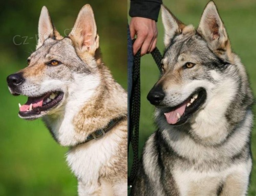 �eskoslovensk� vl��k s PP