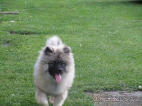 N�meck� �pic vl�� s PP