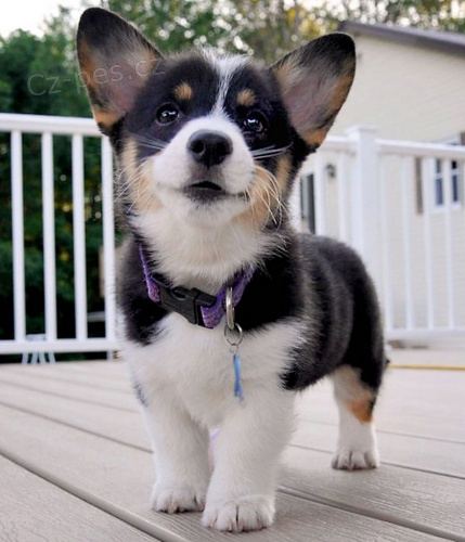 Zdrav�  welsh Corgi  Pembroke �t��ata