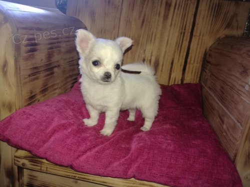 �ivava �t��ata k dispozici nyn�.