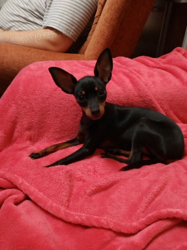 Pra�sk� krysa��k