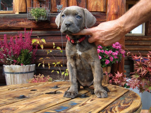 Americk� Bandog