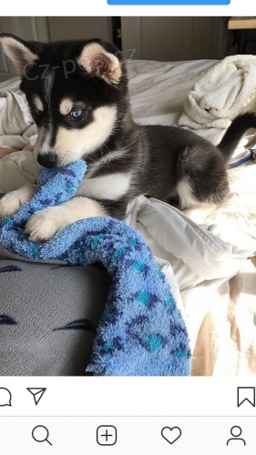 Koupim �erno B�l�ho Huskyho 