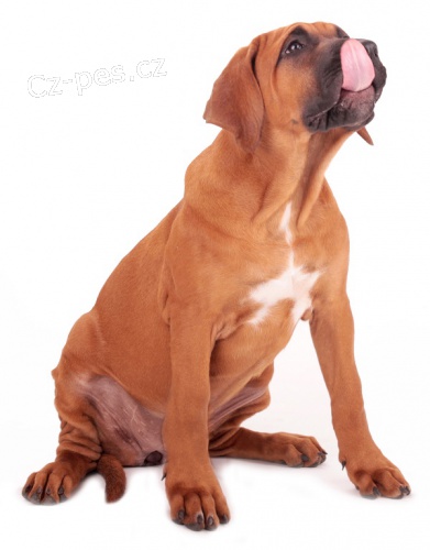 Tosa Inu �t��ata s PP