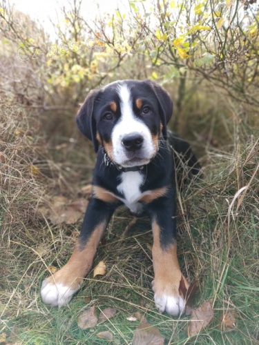 Velk� �v�carsk� sala�nick� pes s PP