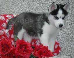 Sibirsk� husky -s pp