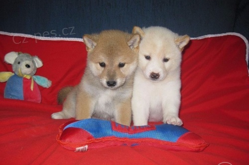 �t��ata Shiba Inu jsou k dispozici, //na V�noce.