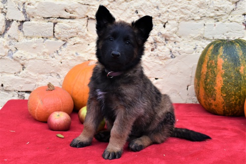 �t��ata belgick�ho ov��ka tervueren