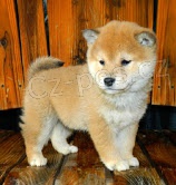 ڞasn� �t�n� Shiba Inus hled� nov� a miluj�c� domov